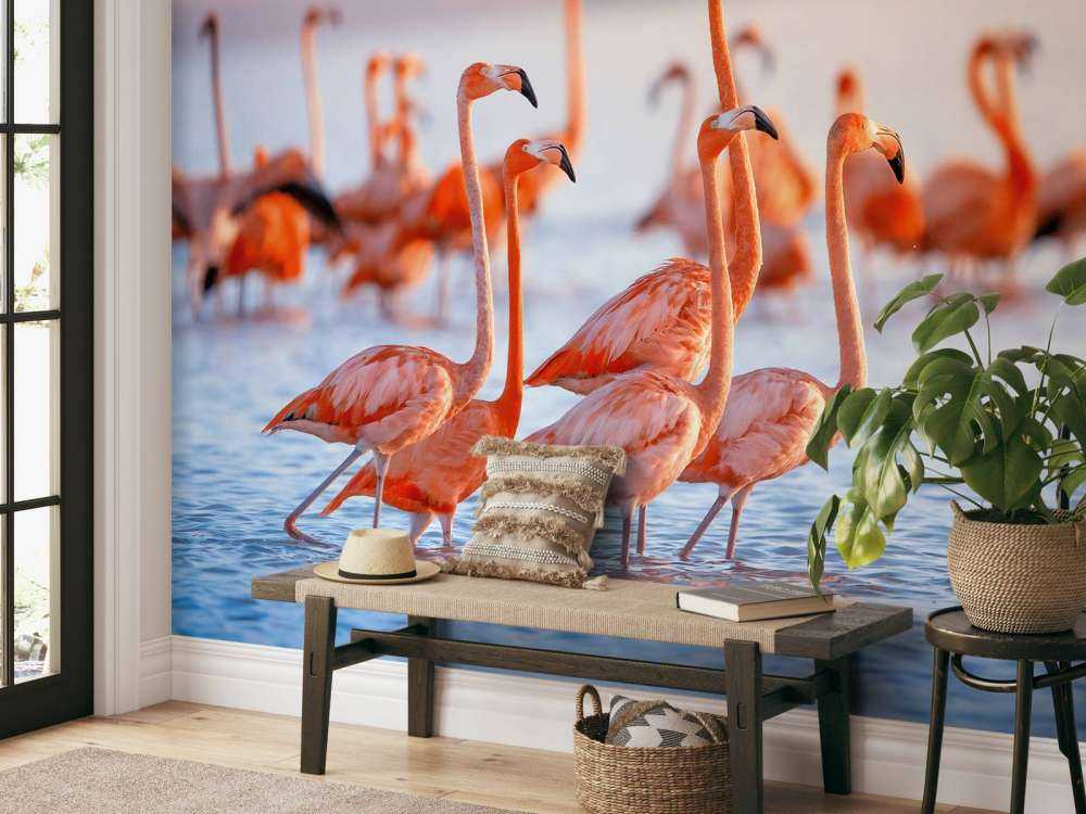 Staring flamingos