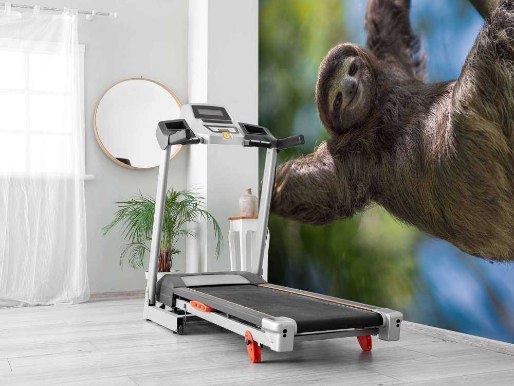 Cheerful sloth