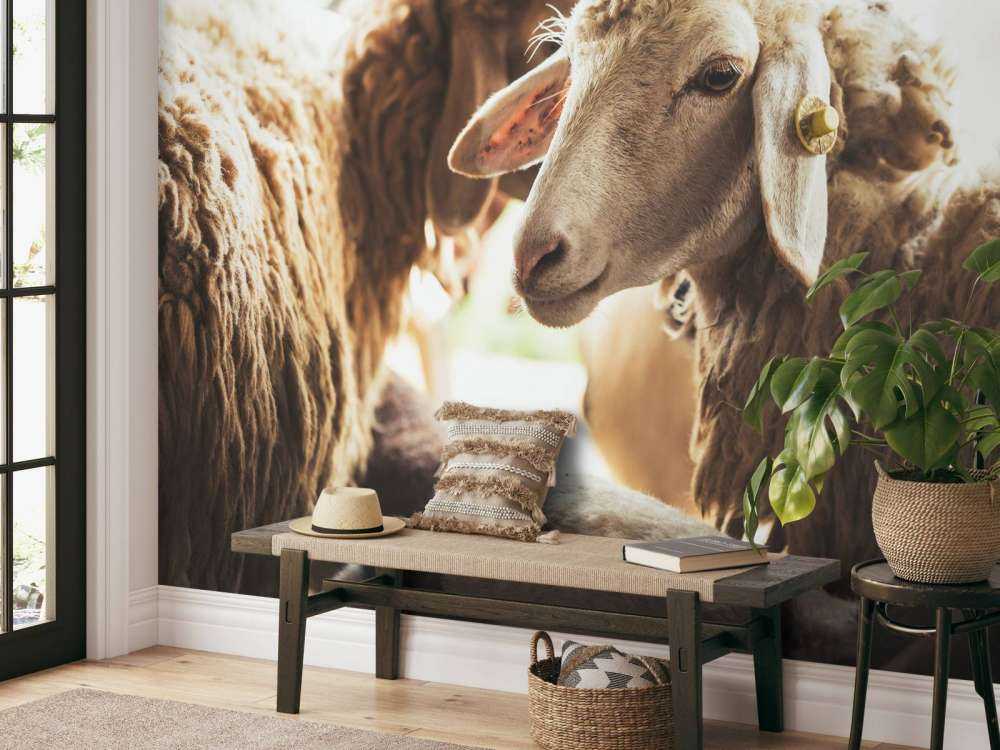 Sheep in stable