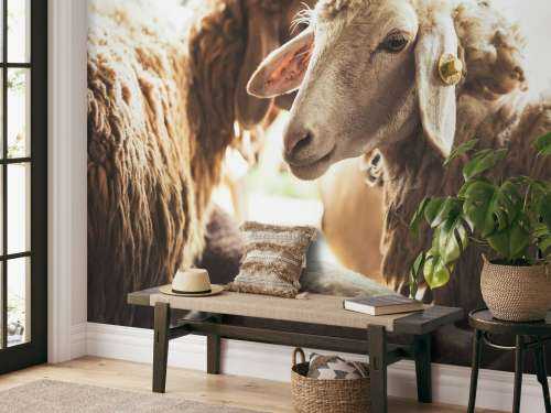 Sheep in stable