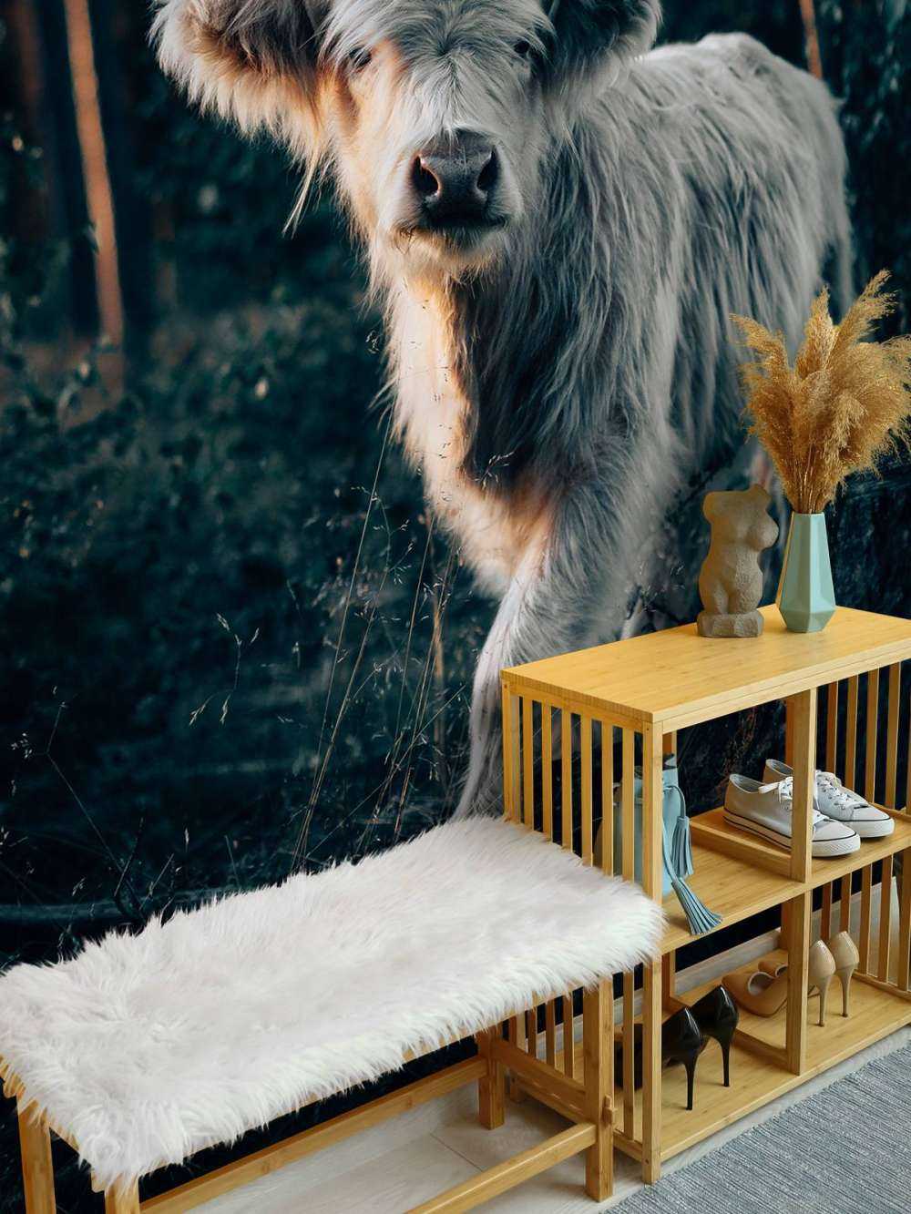 Scottish Highlander calf