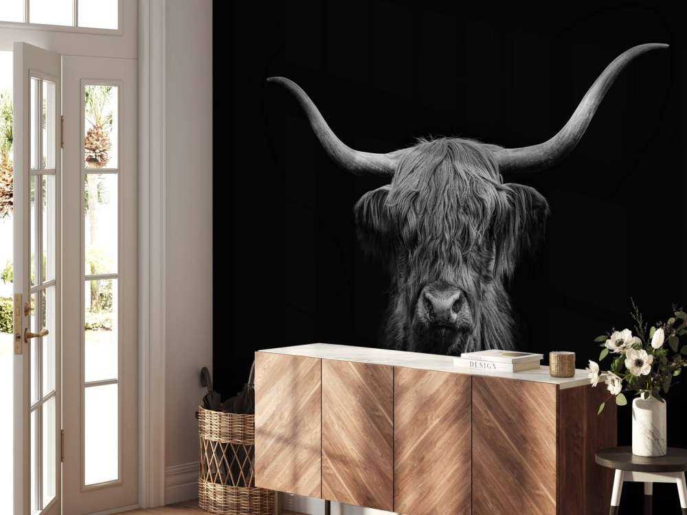 Black and white Scottish Highlander