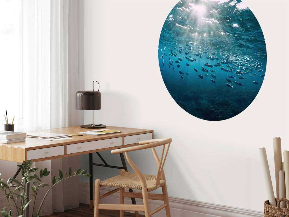 School of fish