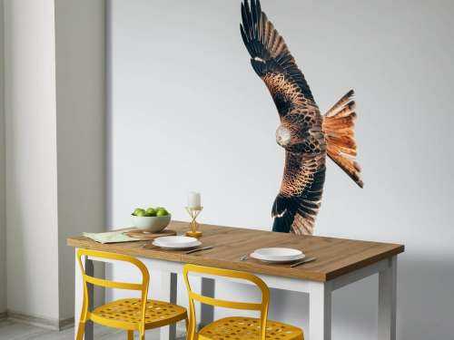 Red kite with wings spread