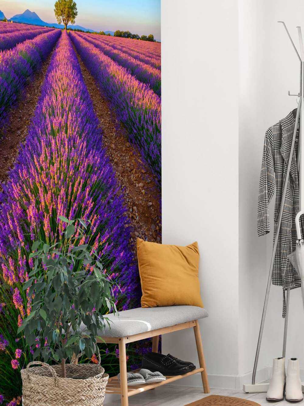 Lavender in sunlight