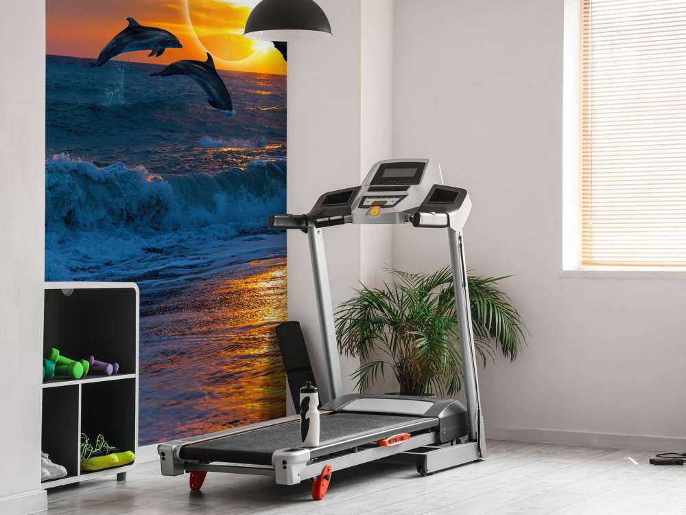 Dolphins with sunset