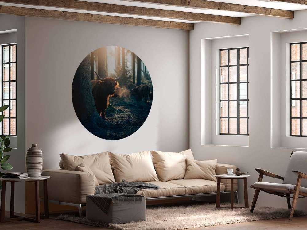 Scottish Highlander in morning light