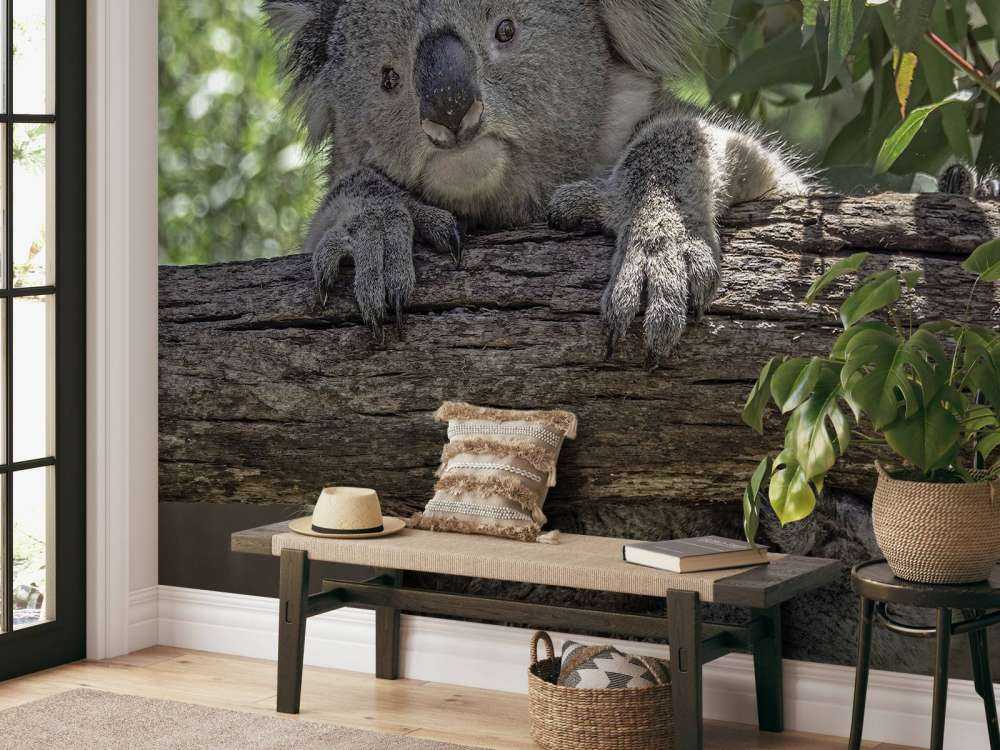 Cute koala