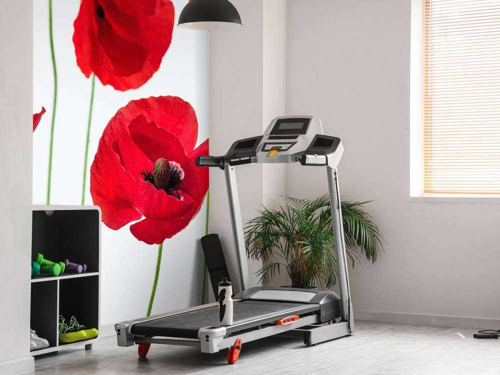 Poppies on white background