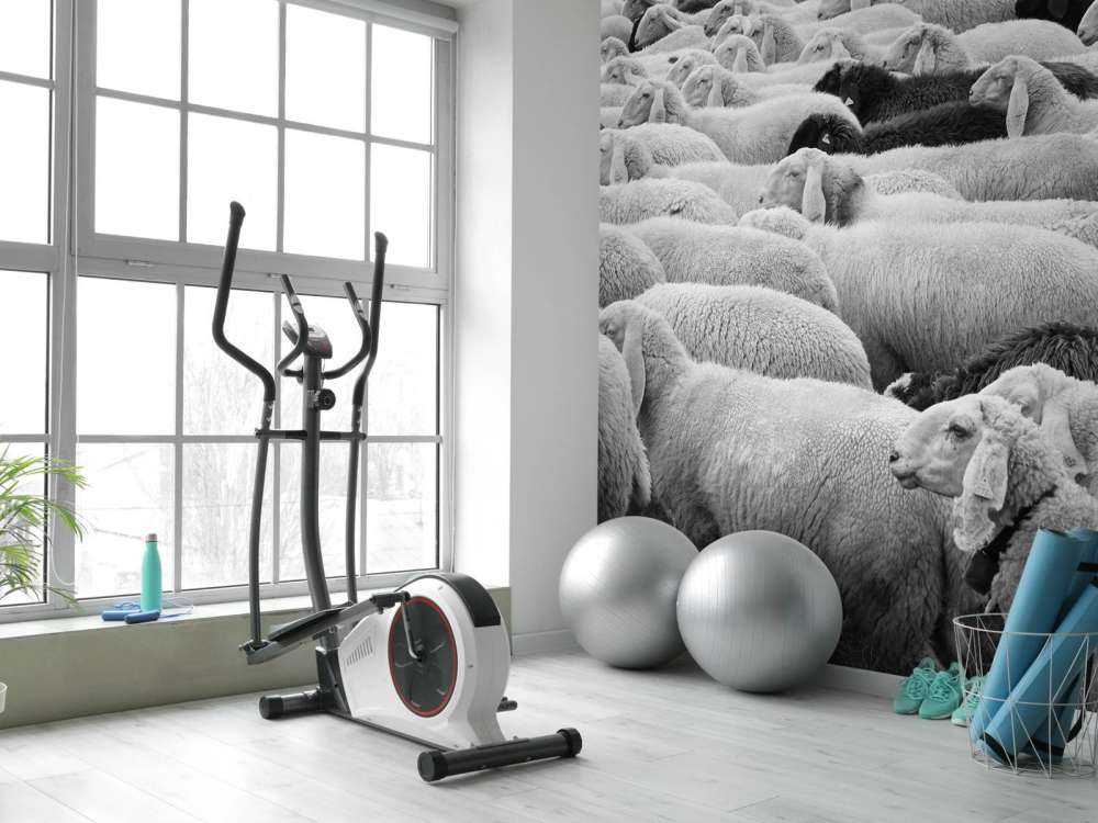 Black and white sheep