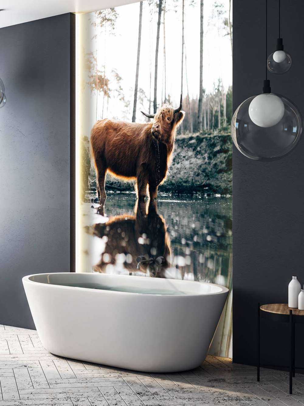 Scottish Highlander in the water