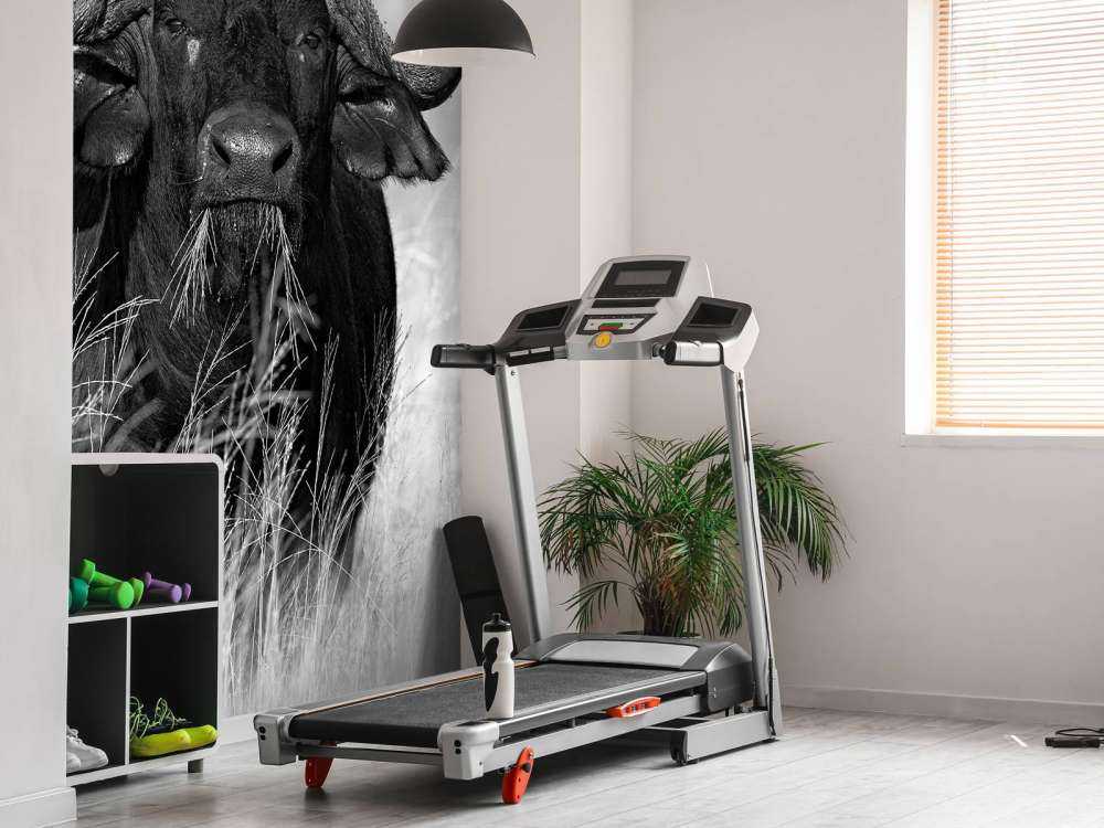 Buffalo in black and white