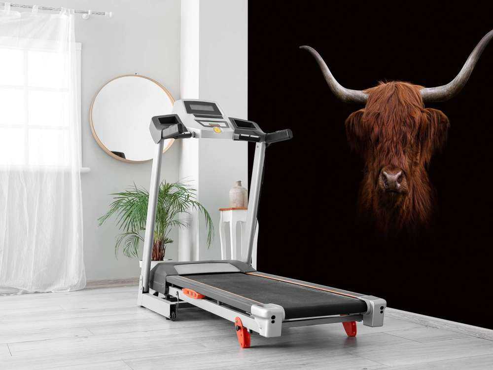 Scottish Highlander on dark background