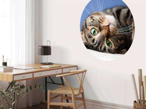 Rolling cat