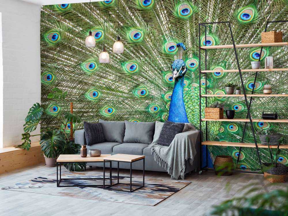 Peacock with dilated feathers