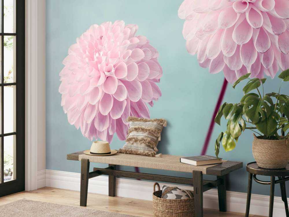 Two Dahlia Flowers