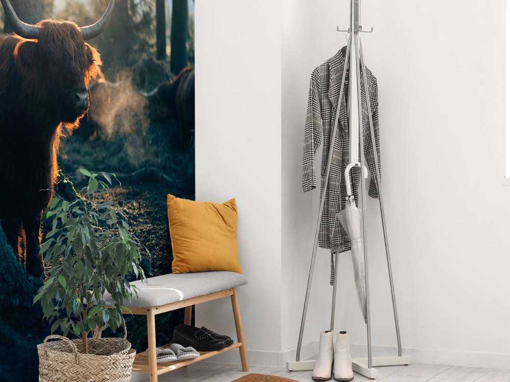 Scottish Highlander in morning light