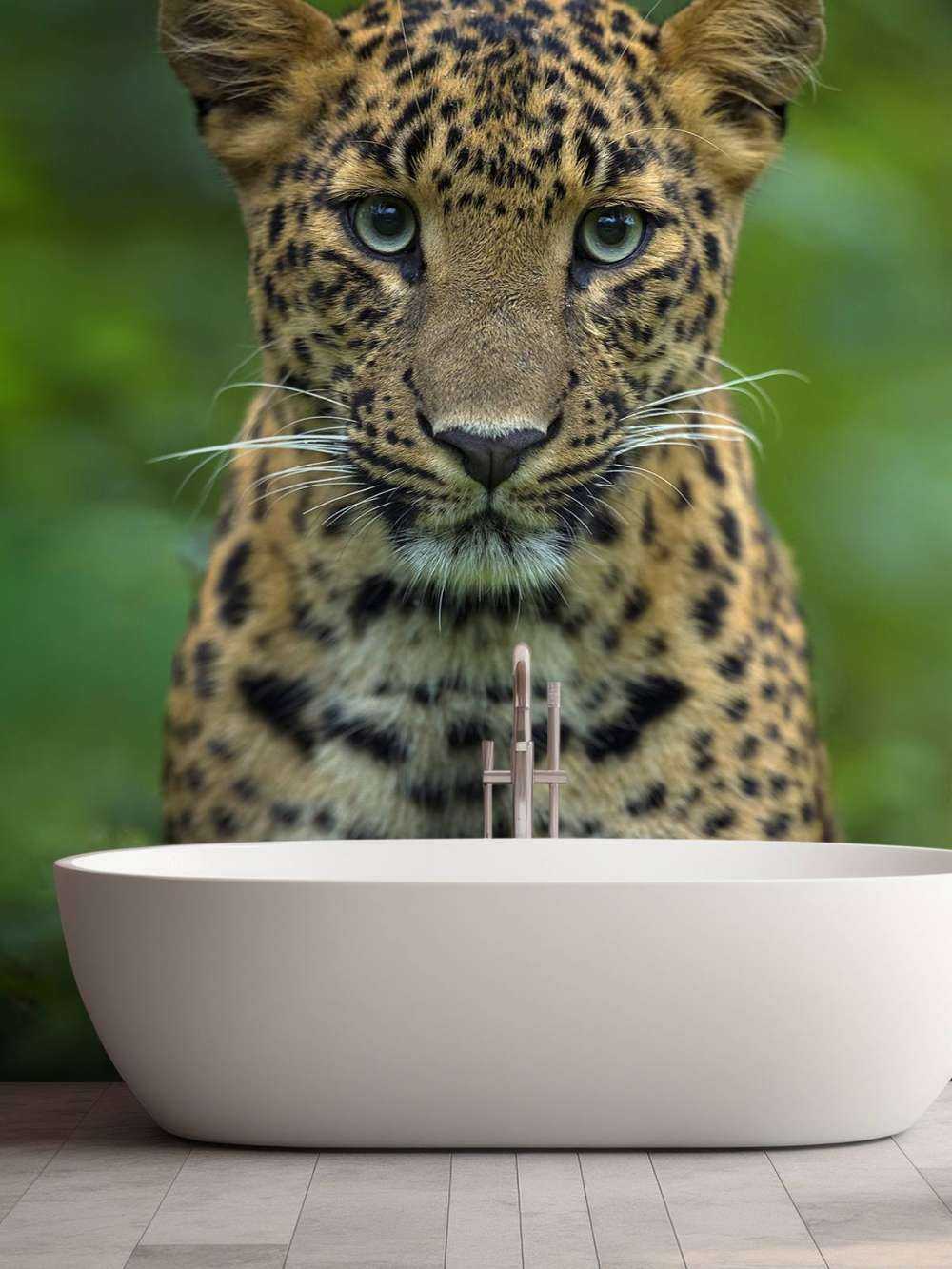 Concentrated leopard