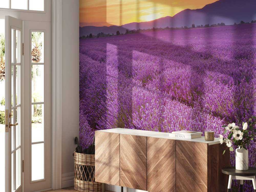 Field full of lavender