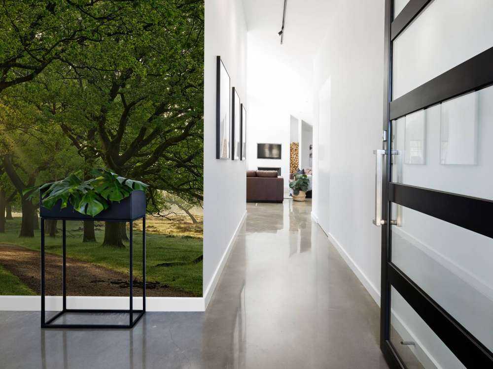 Path between oak trees