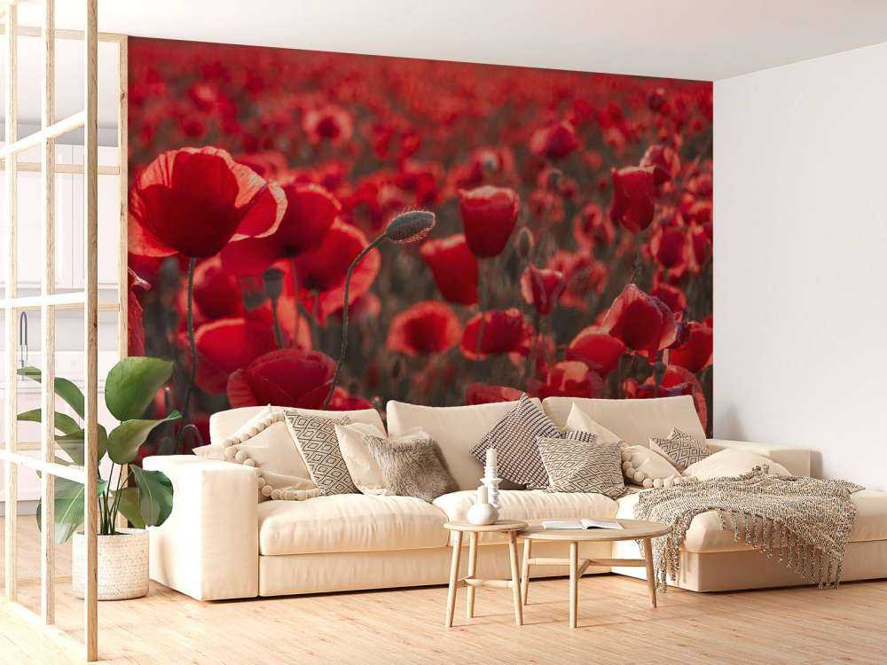 Poppies in dark style