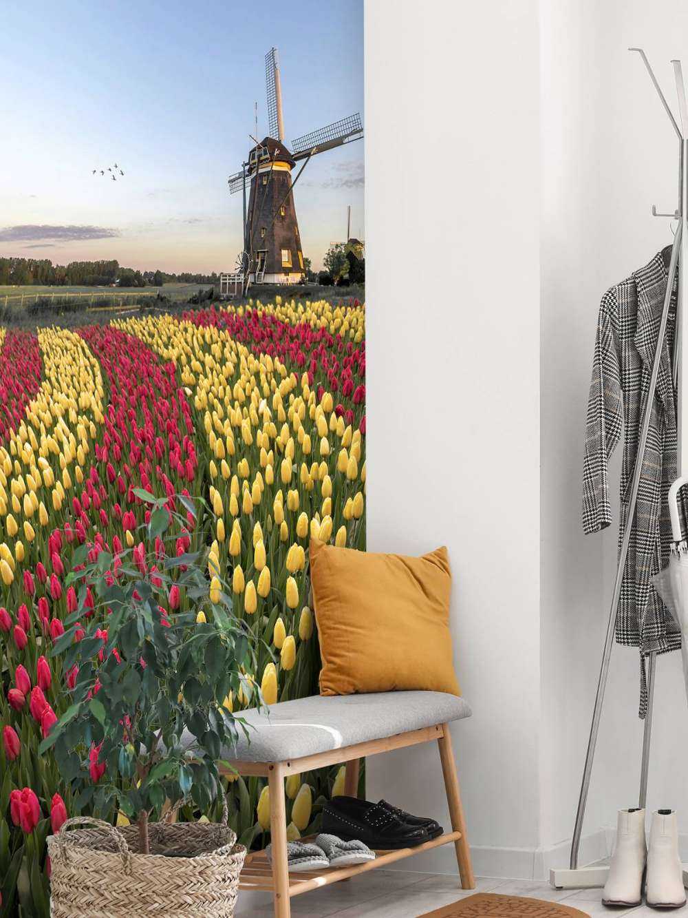 Dutch tulip field
