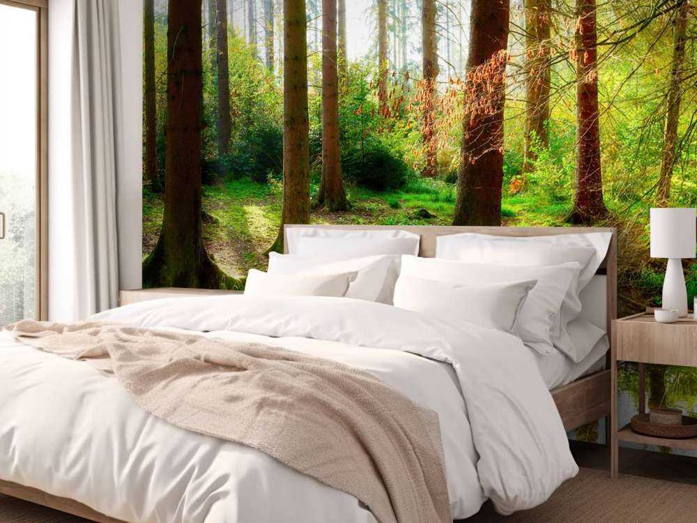 Autumn forest with bright sunlight