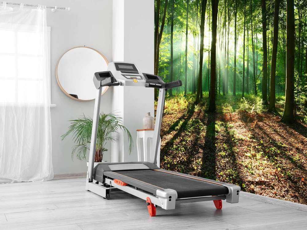 A morning in the forest