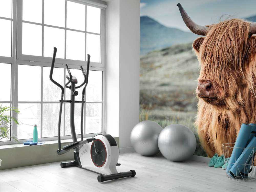 Scottish Highlander in the hills