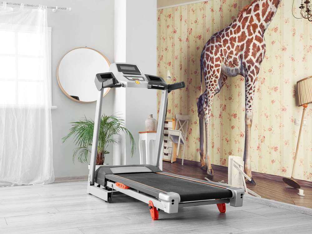 Giraffe in the living room