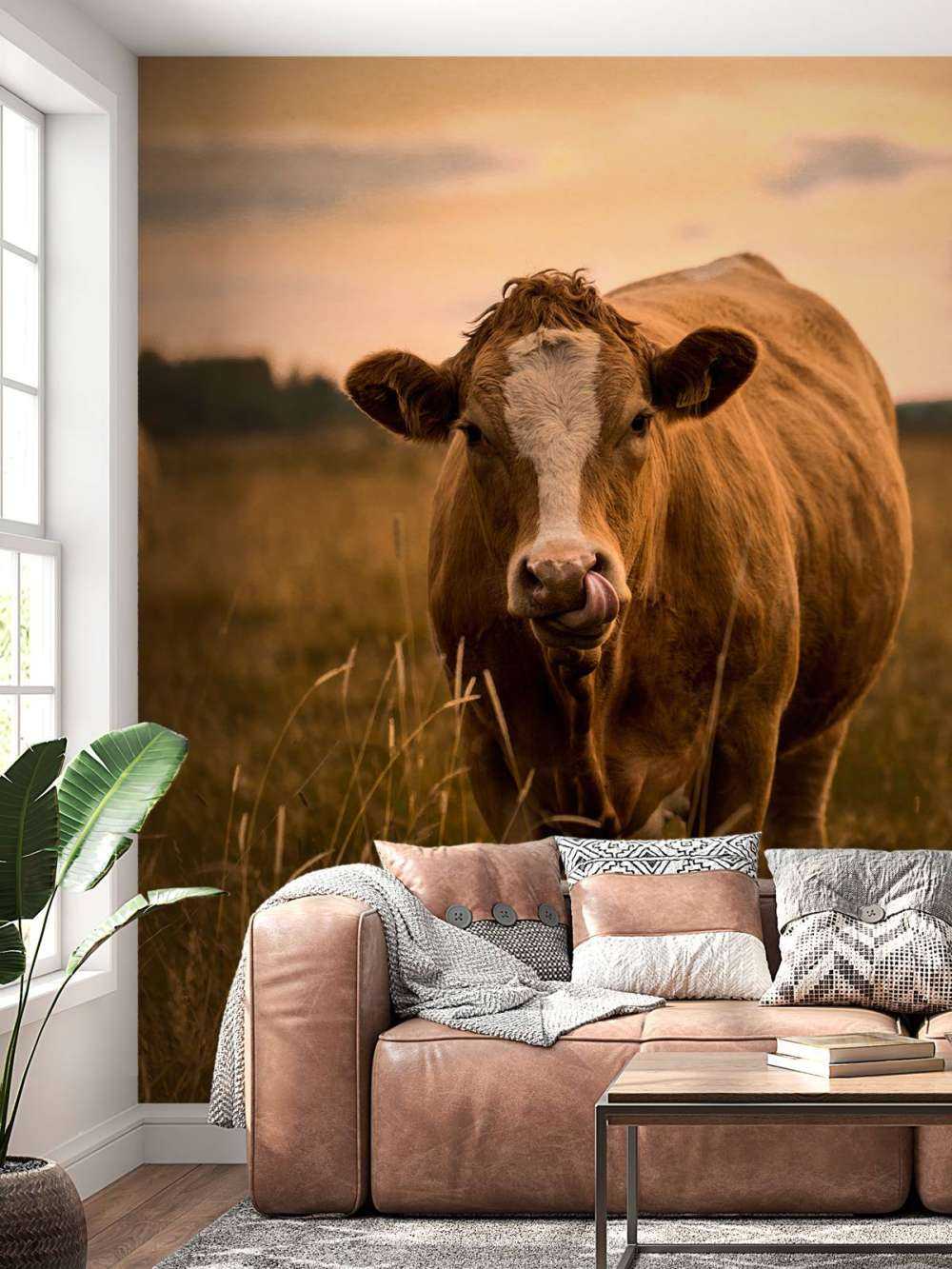 Cow with tongue in nose