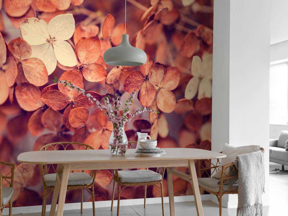 Dry hydrangeas