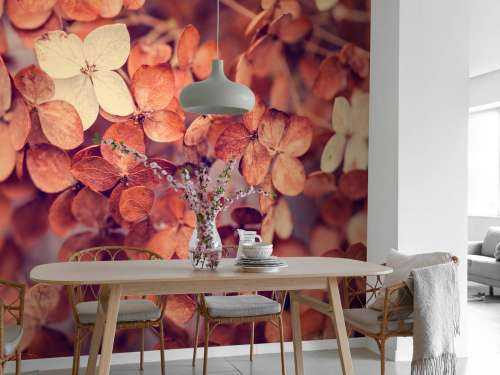 Dry hydrangeas