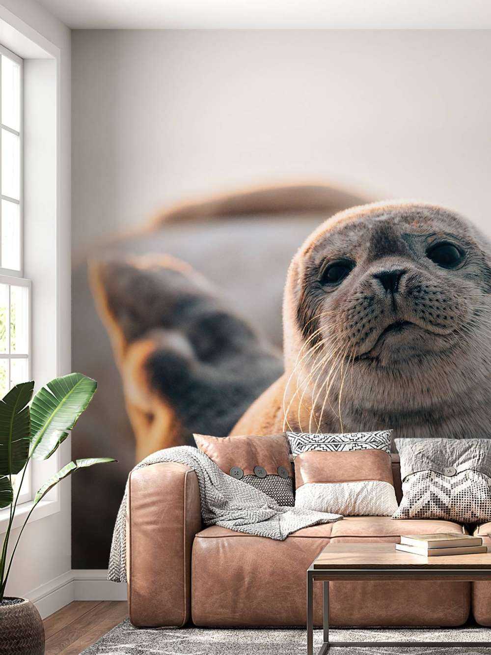 Seal on beach in evening light