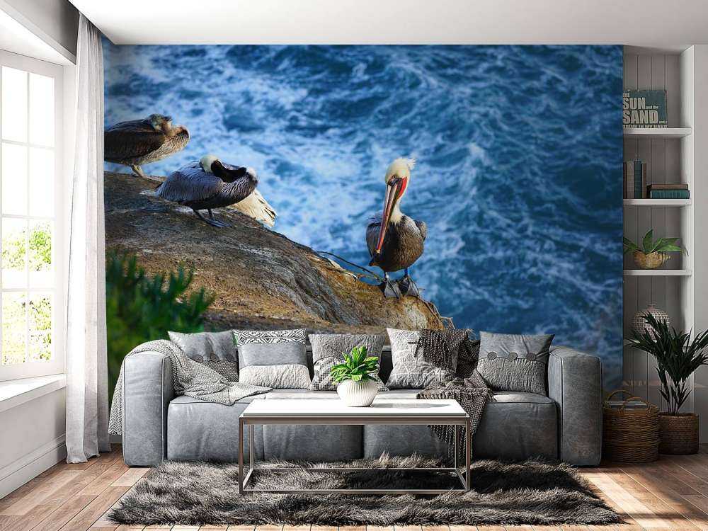 California pelicans