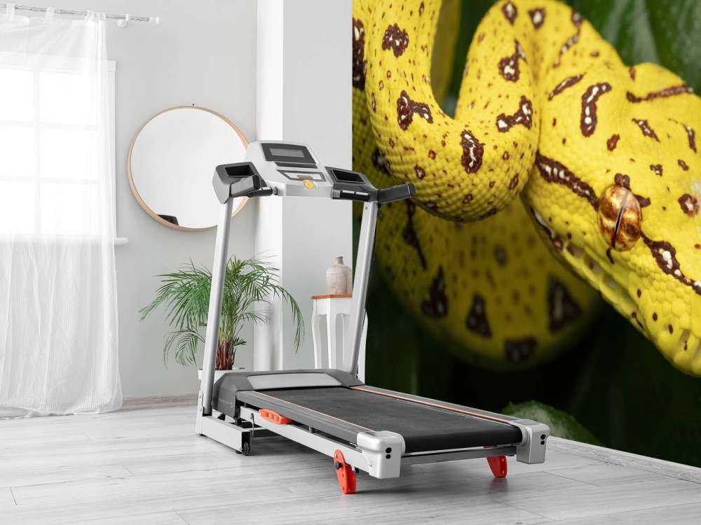 Close-up tree python