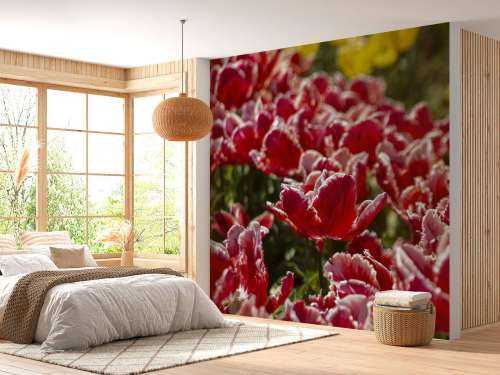 Red Tulips