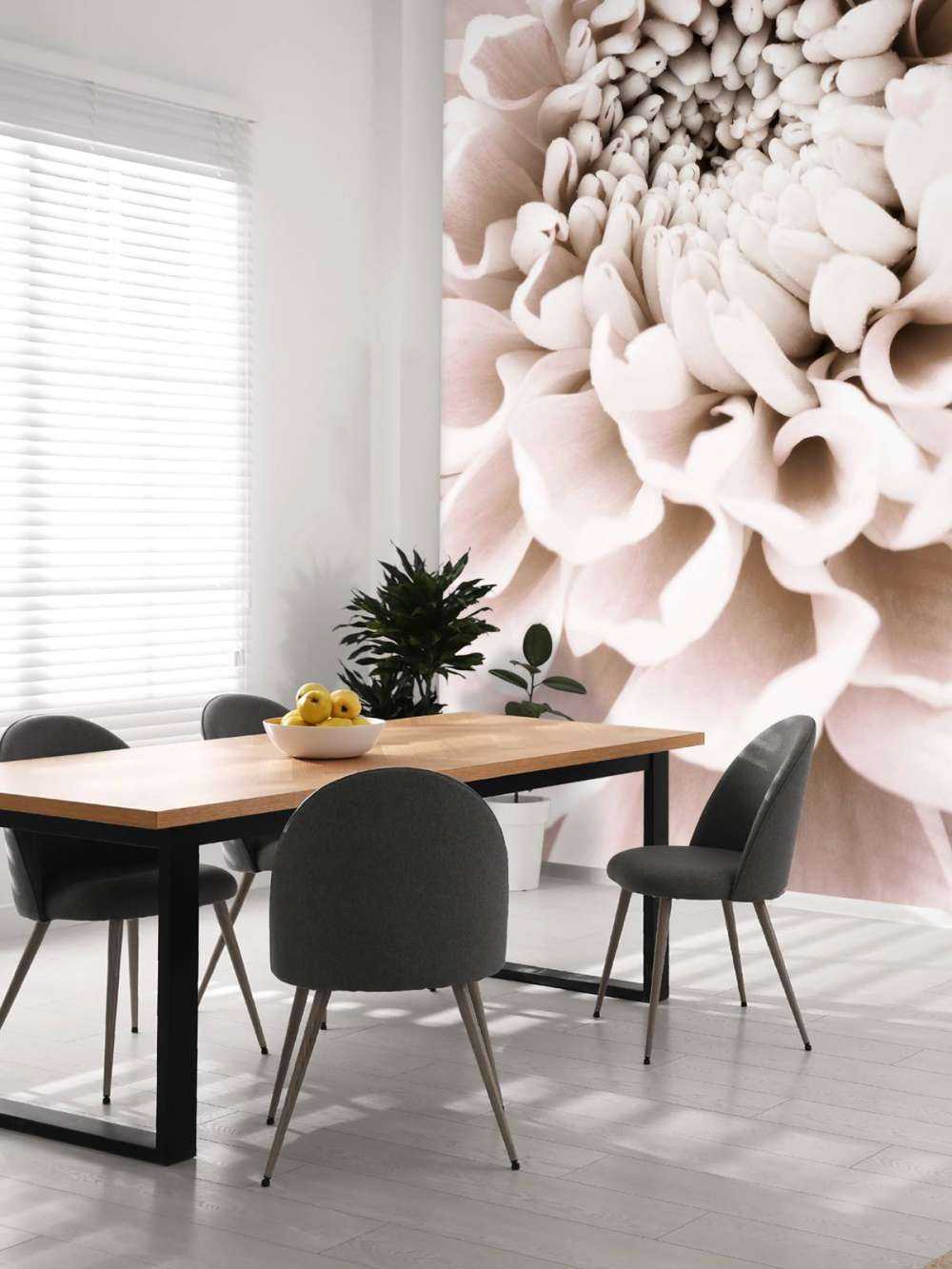 Chrysanthemum No 01