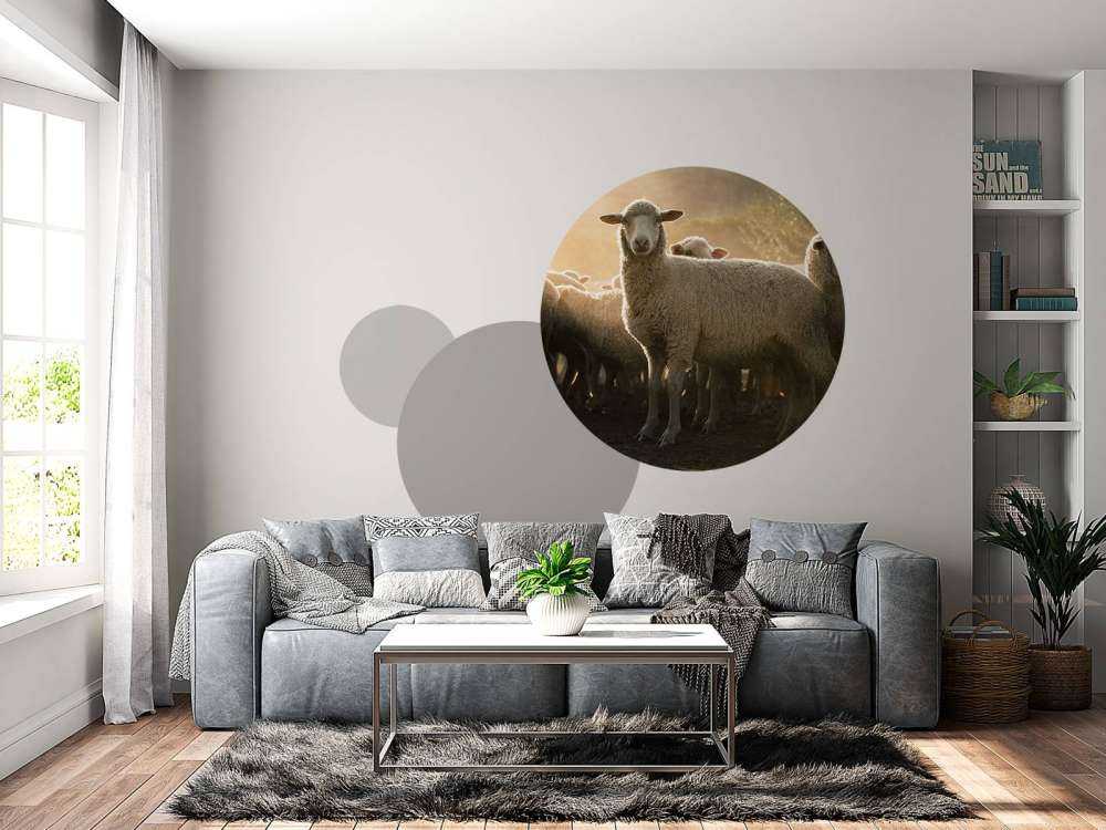 Flock of sheep with golden hour