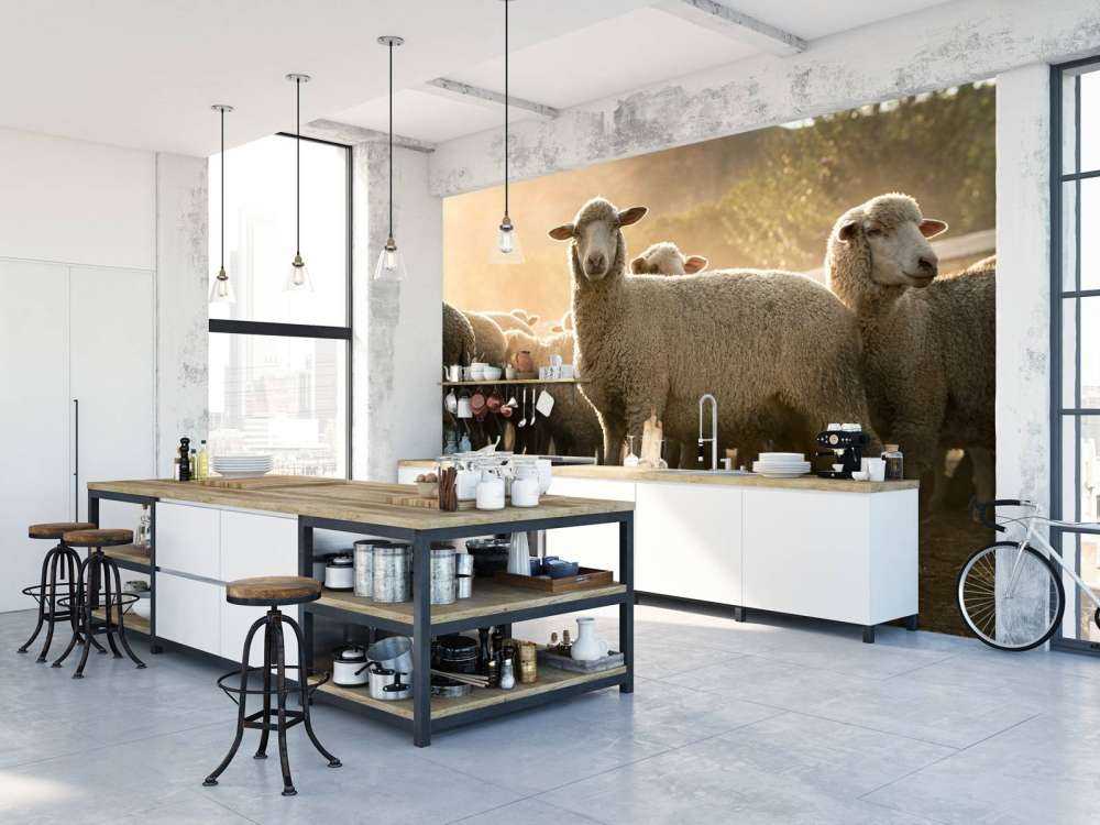 Flock of sheep with golden hour