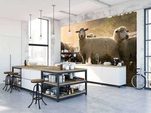 Flock of sheep with golden hour
