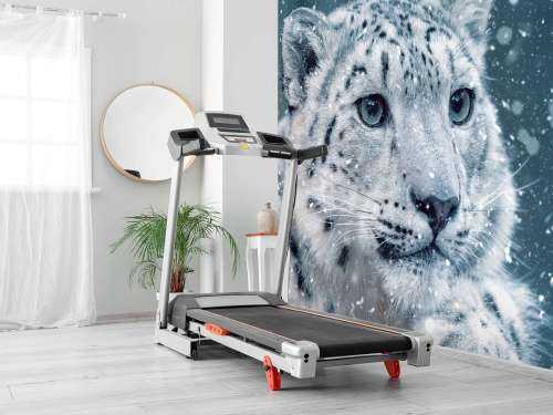 Snow leopard