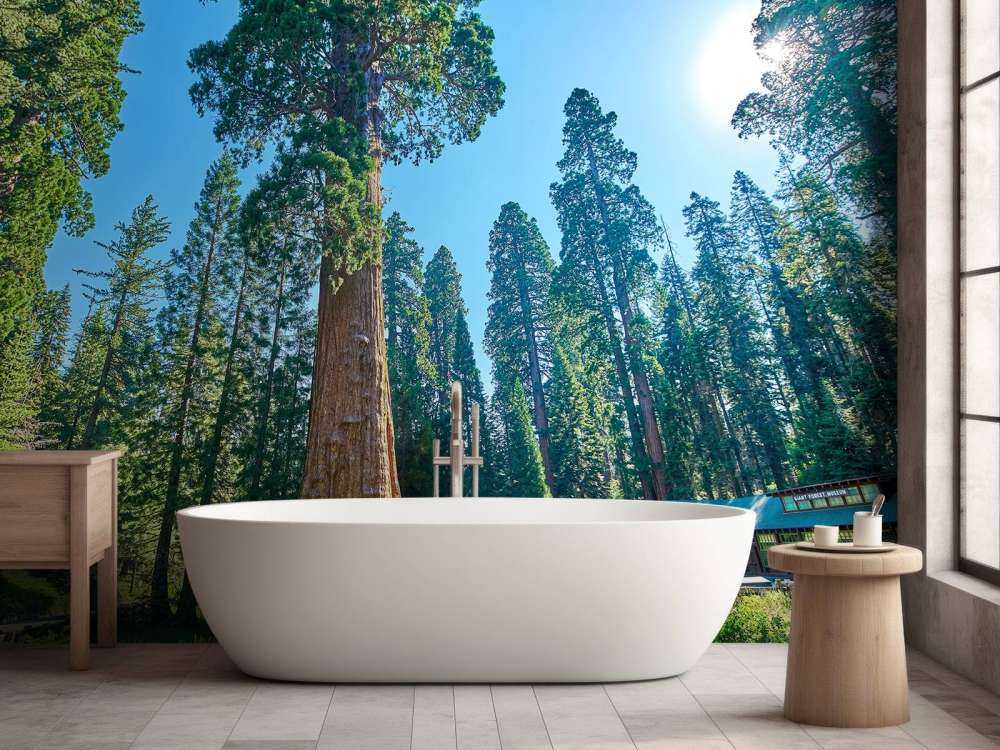 Sequoia trees