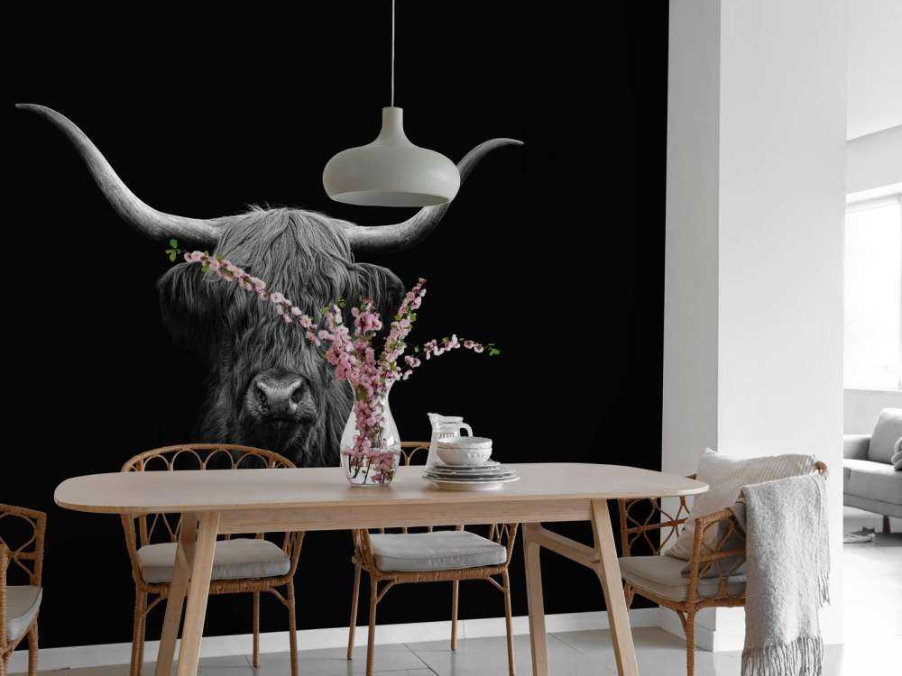 Black and white Scottish Highlander