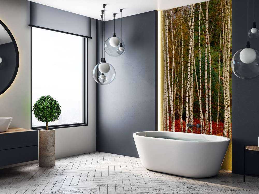 Birch trees at the edge of the forest