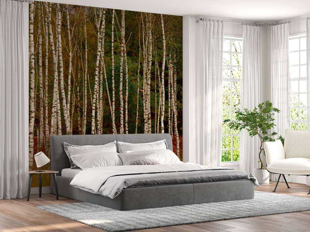 Birch trees at the edge of the forest