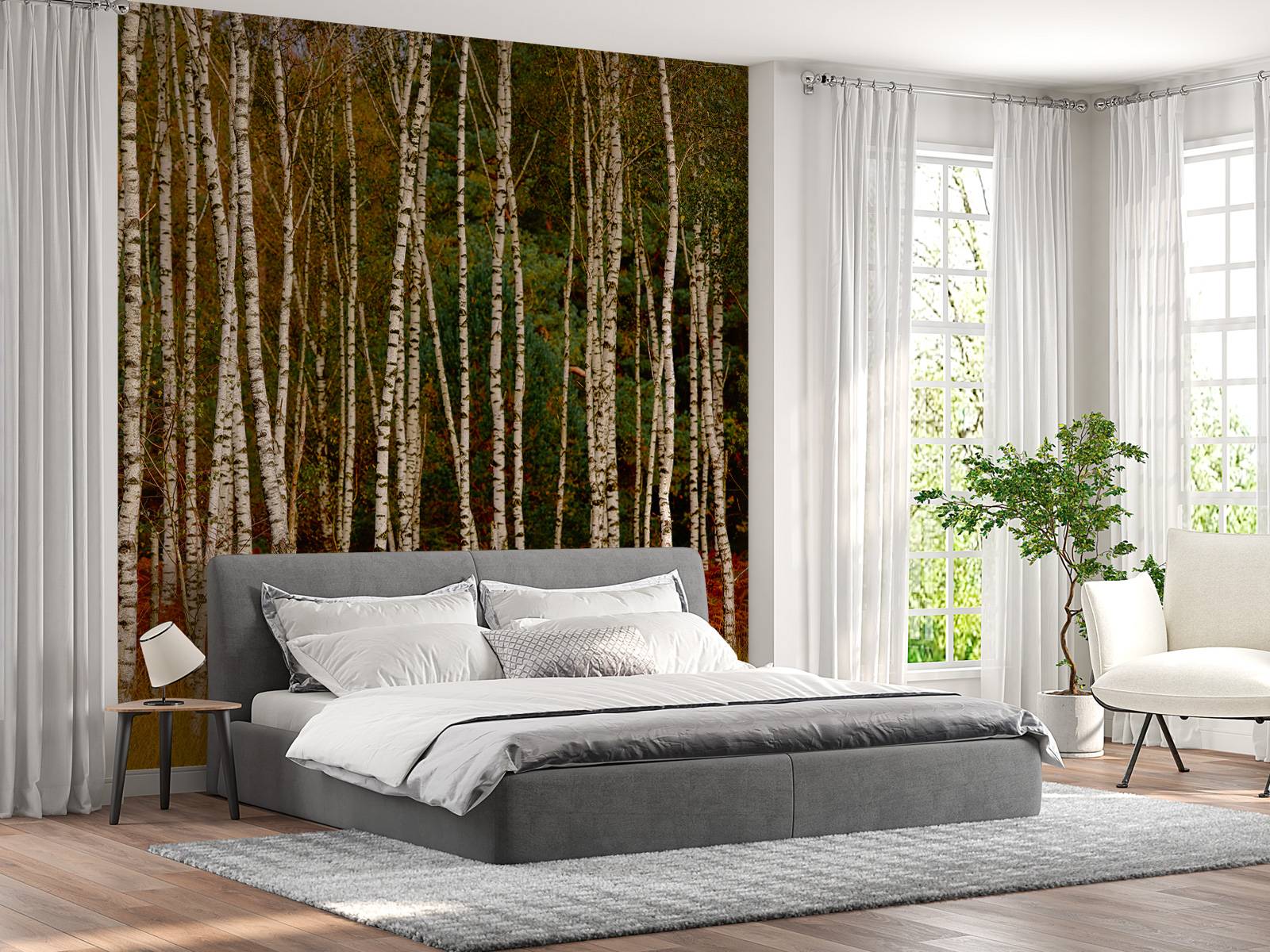 Birch trees at the edge of the forest