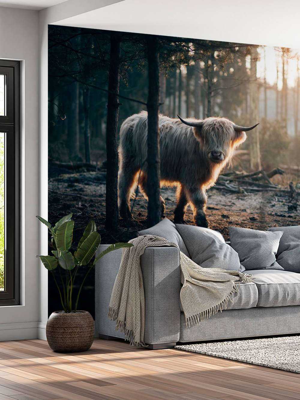 White Scottish Highlander