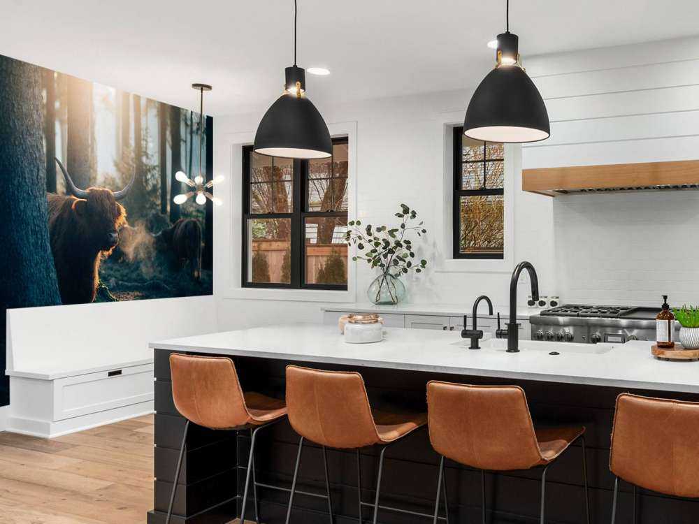 Scottish Highlander in morning light