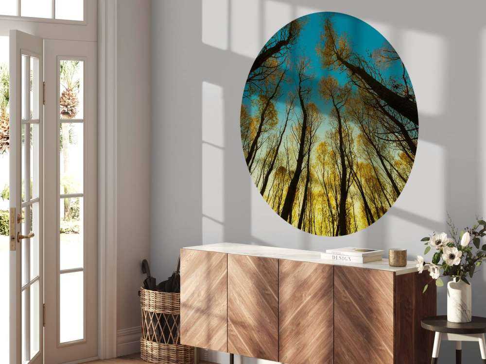 Sunrise between tall trees